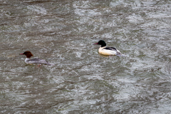 IMG_4023 IMG_4023
