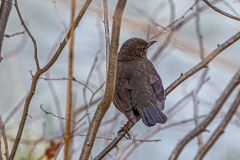 IMG_4388