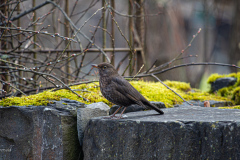 IMG_4452