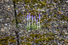 IMG_4454