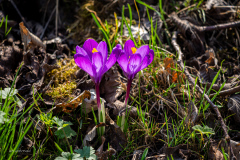 IMG_4818