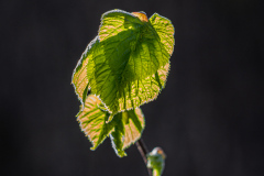 IMG_5323